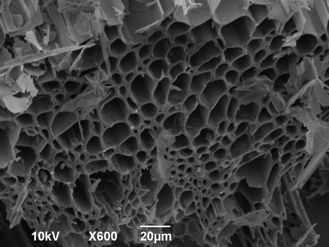 microscopic view of biochar
